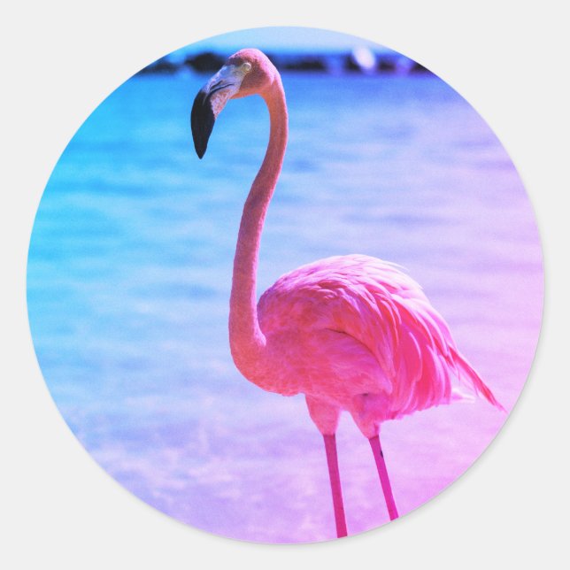 Beautiful Flamingo in the Water on a Beach Classic Round Sticker (Front)