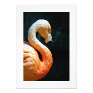Beautiful Flamingo Poster/Print! Photo Print