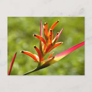 Beautiful Flora in Belize Postcard