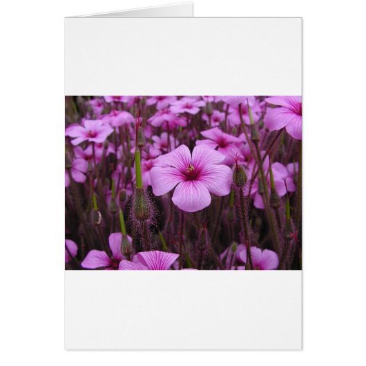 Beautiful Floral Cards (Front)