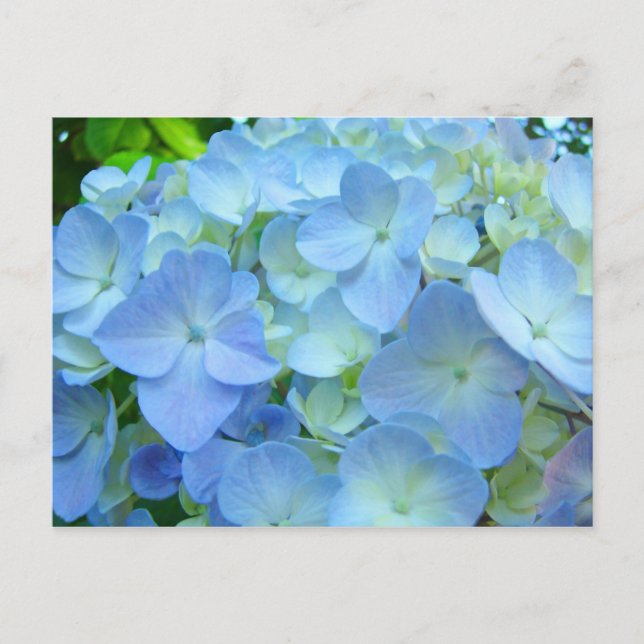 Beautiful Floral postcards Pastel Blue Hydrangeas (Front)