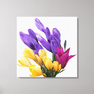 Beautiful floral pretty colorful crocus tulip  canvas print
