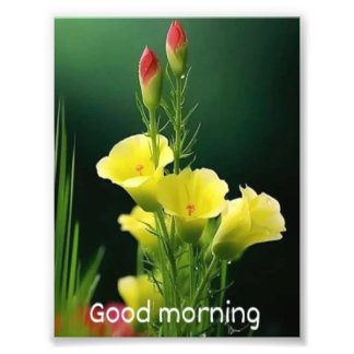 beautiful flowe photo