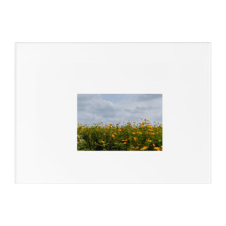 Beautiful Flower Field Glossy poster Acrylic Print