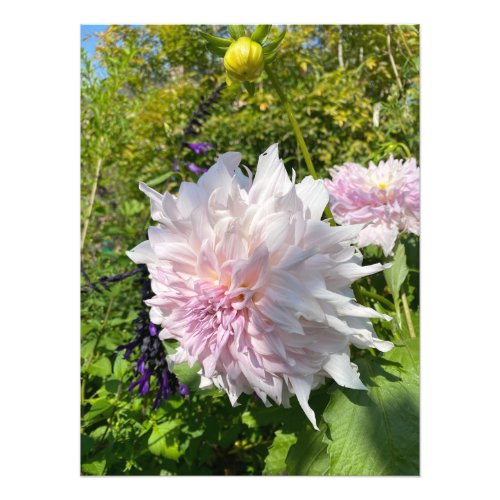 Beautiful Flower in Monets Garden _ Giverny Photo Print
