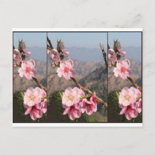 Beautiful Flower India UttraKHAND Fruit plantation Postcard