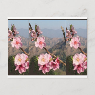 Beautiful Flower India UttraKHAND Fruit plantation Postcard