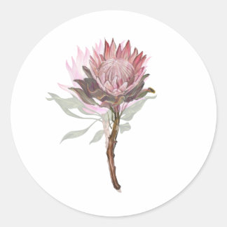 beautiful flower protea classic round sticker