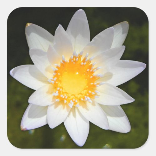 Beautiful flower white water lily square sticker