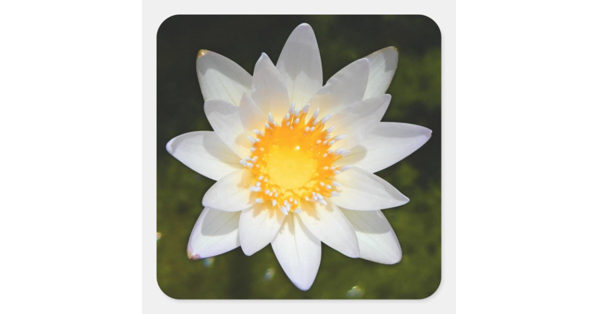 Beautiful flower white water lily square sticker | Zazzle
