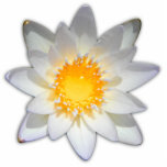 Beautiful flower white water lily statuette<br><div class="desc">Original - by YANKAdesigns!</div>