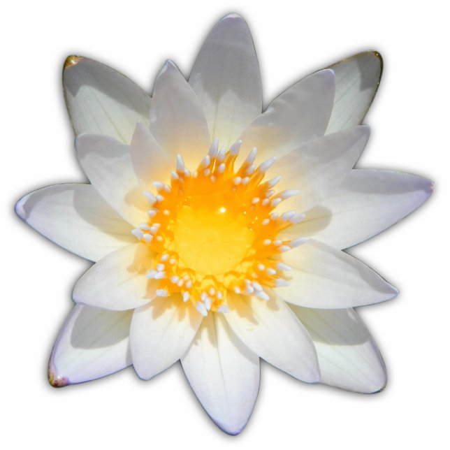 Beautiful flower white water lily statuette (Front)