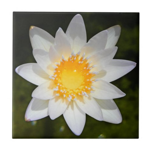Beautiful flower white water lily tile
