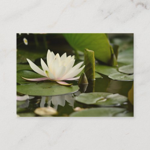 Beautiful flowers  Ninfea    Calling Card