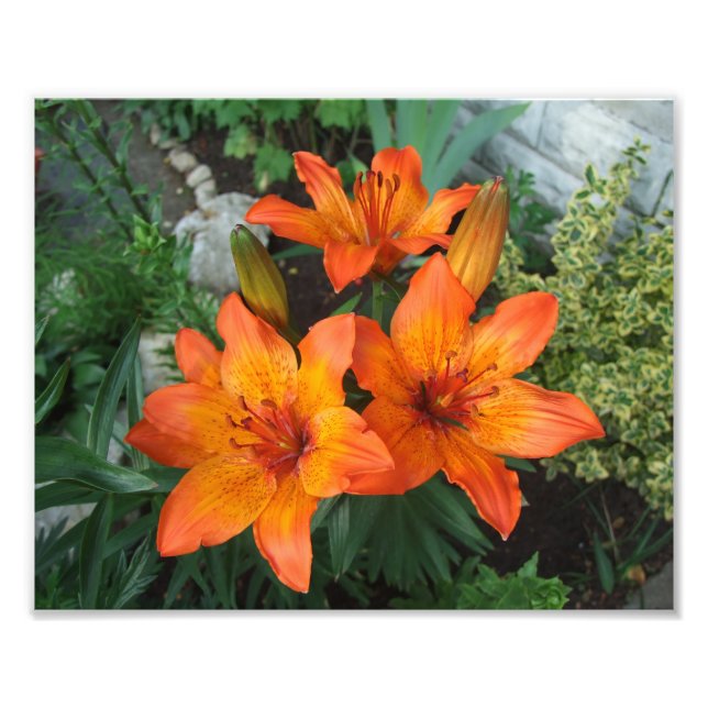 Beautiful Flowers Photo Print (Front)