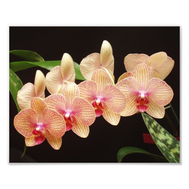 Beautiful Flowers Photo Print (Front)