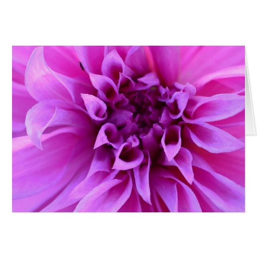 Fresh 11 Beautiful Flower Card