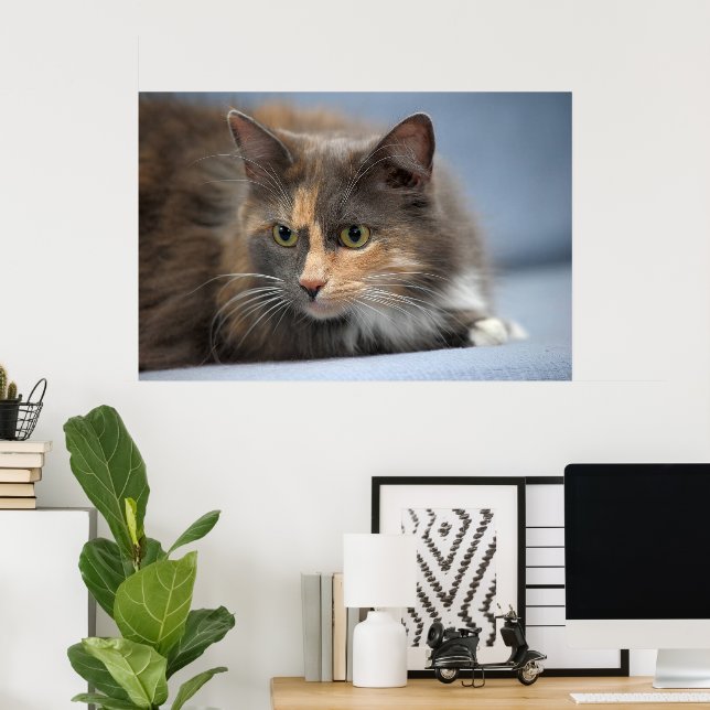 Beautiful Fluffy Pet Cat on Gray Blue Background   Poster (Home Office)