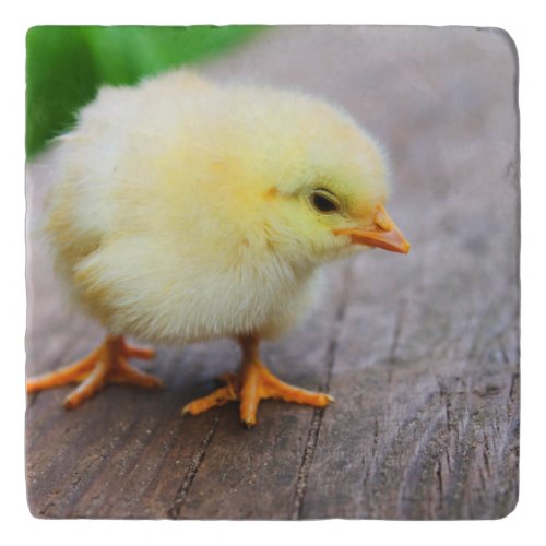 Beautiful fluffy Yellow Chicken Trivet