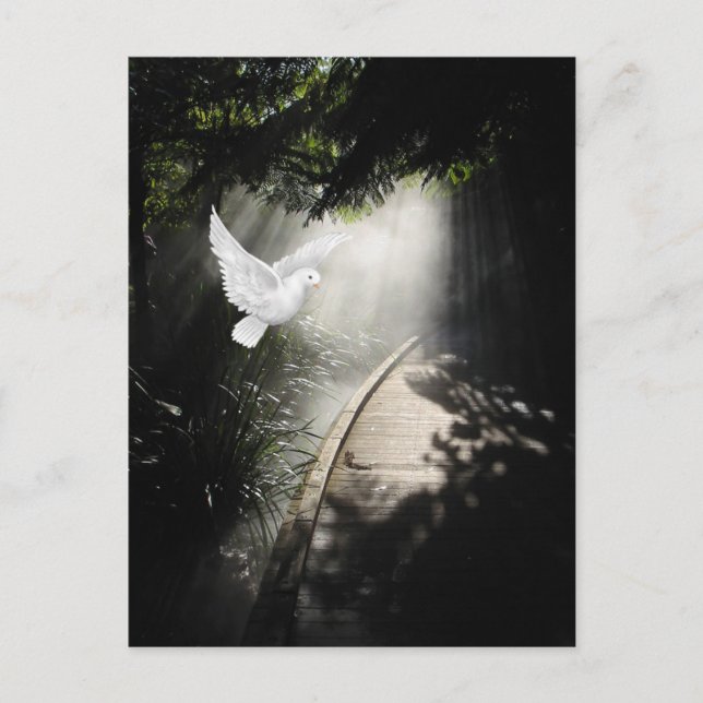 Beautiful flying dove postcard (Front)