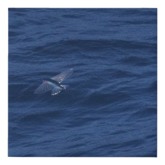 Beautiful Flying Fish Over The Pacific Faux Canvas Print