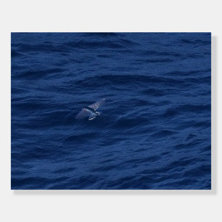 Beautiful Flying Fish Over The Pacific Foam Board