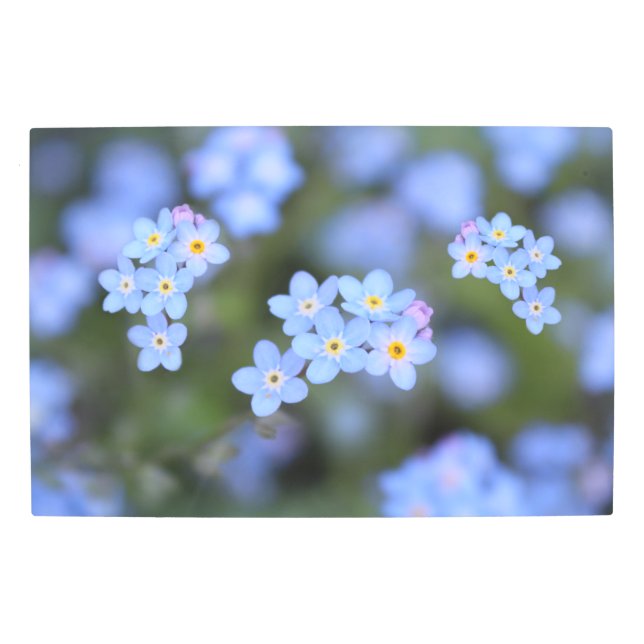 Beautiful Forget-me-not flowers Metal Print (Front)