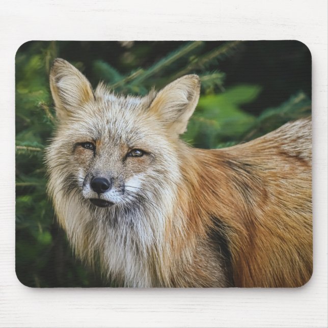 Beautiful Fox in the Wild Mouse Pad (Front)