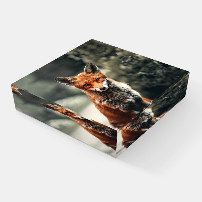 Beautiful Fox in the Wild Paperweight (Angled)