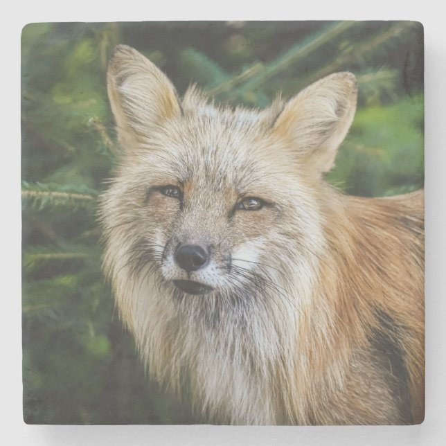 Beautiful Fox in the Wild Stone Coaster (Front)