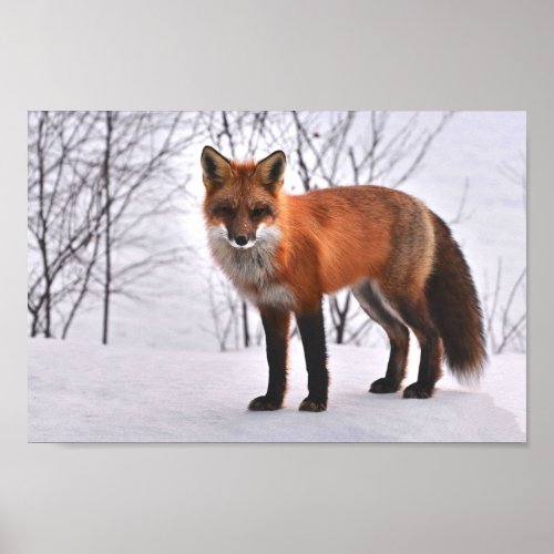 Beautiful Fox in Winter Poster