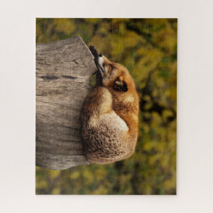 Beautiful Fox Sleeping on a Tree Stump Jigsaw Puzzle