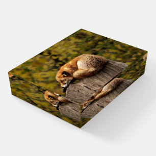 Beautiful Fox Sleeping on a Tree Stump Paperweight