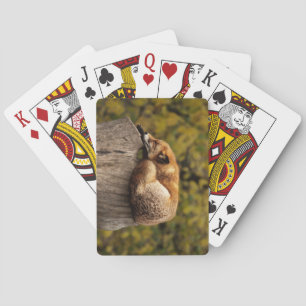Beautiful Fox Sleeping on a Tree Stump Poker Cards