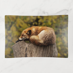 Beautiful Fox Sleeping on a Tree Stump Trinket Tray