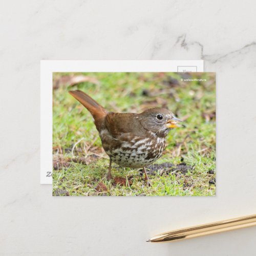 Beautiful Fox Sparrow Songbird in Grass Postcard