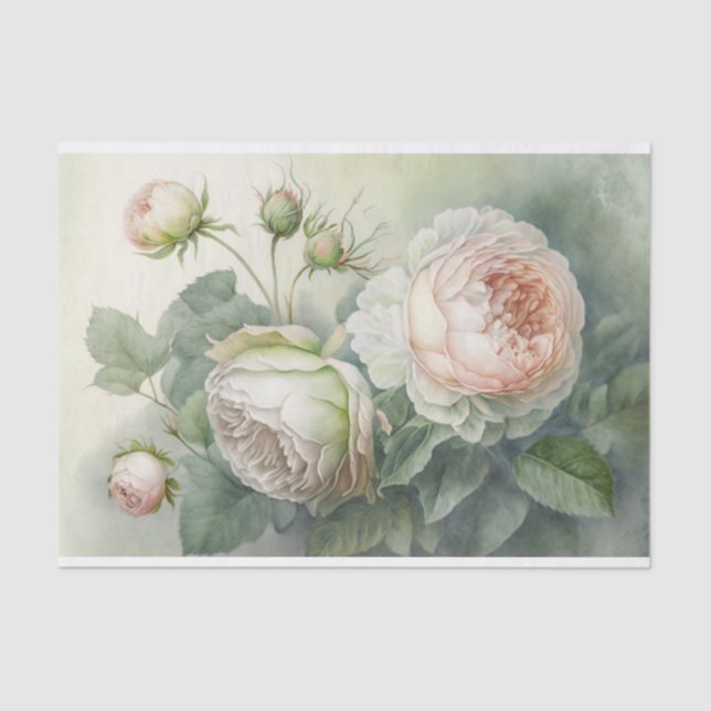 Beautiful, full pink Cabbage Roses Tissue Paper (Front)