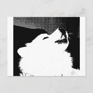 Beautiful furry Samoyed white dog Postcard