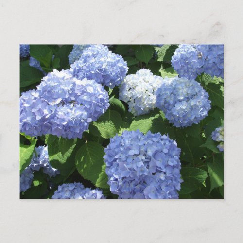 Beautiful Garden Hydrangea Flowers Photo Postcard