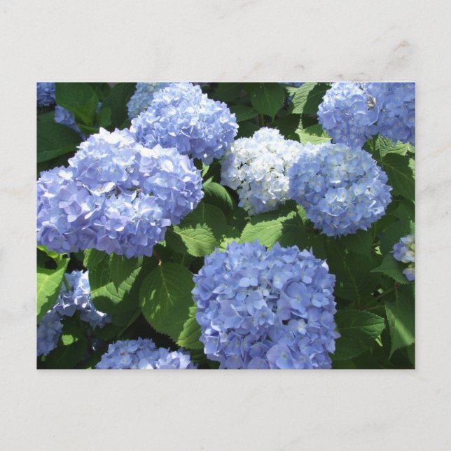 Beautiful Garden, Hydrangea Flowers Photo Postcard (Front)