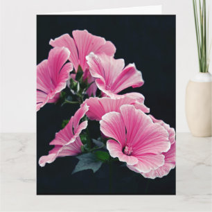 Beautiful Garden Pink Mallow Roses Flowers Card