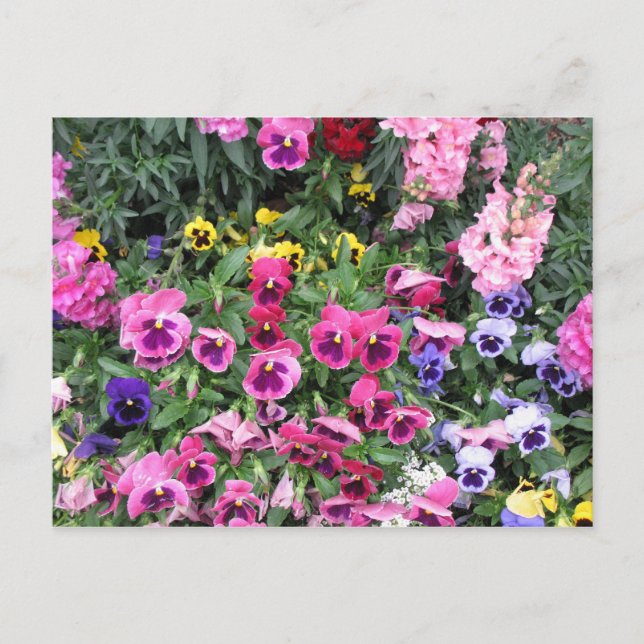 Beautiful Garden Postcard (Front)