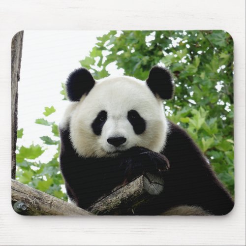 Beautiful Giant Panda Mouse Pad