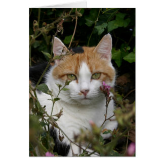 beautiful ginger black and white cat in the garden cards