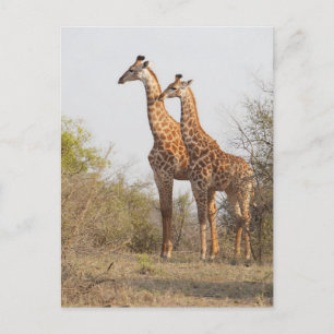 Beautiful Giraffe Nature Photography Postcard