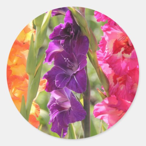 Beautiful Gladiolus Blooms Classic Round Sticker