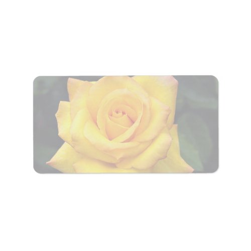 Beautiful Gold medal Grandiflora Rose Aroyqueli Label