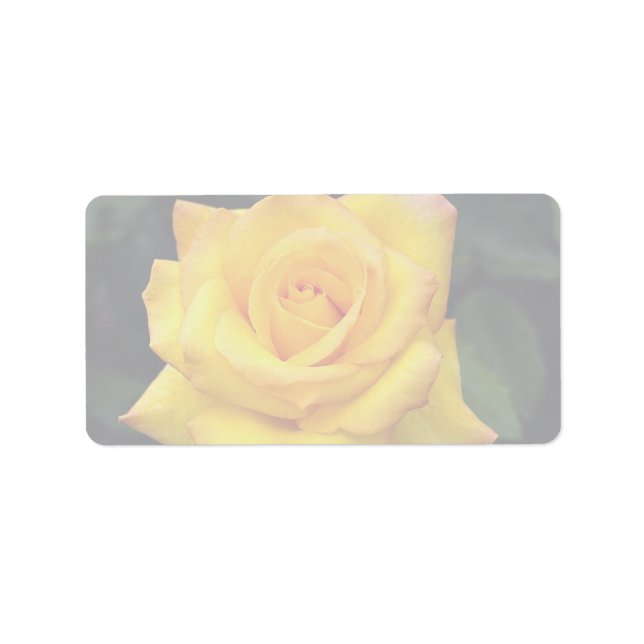 Beautiful Gold medal Grandiflora Rose, 'Aroyqueli' Label (Front)