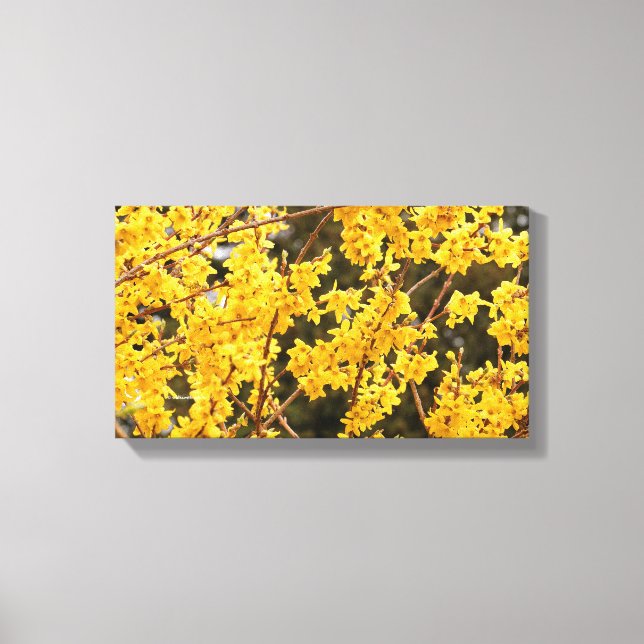 Beautiful Golden Forsythia Shrub Canvas Print (Front)