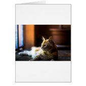 Beautiful Golden Kitty Cat (Front)